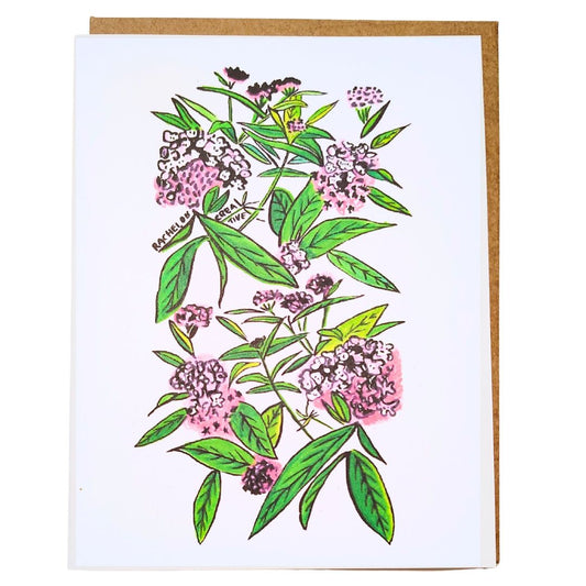 Greeting Card Native Plants Swamp Milkweed